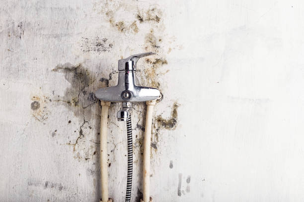 Home Mold Removal in Cloverport, KY
