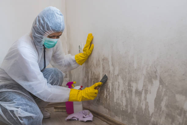 Best Professional Mold Removal  in Cloverport, KY