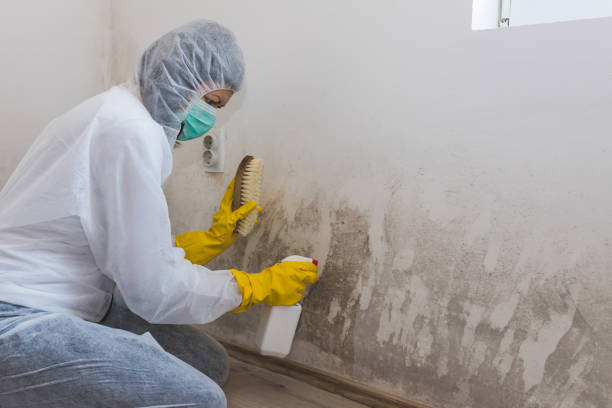 Best Residential Mold Removal  in Cloverport, KY