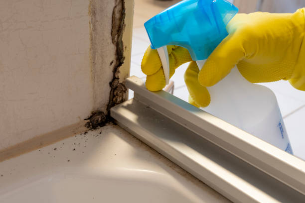 Best Fast Mold Removal  in Cloverport, KY
