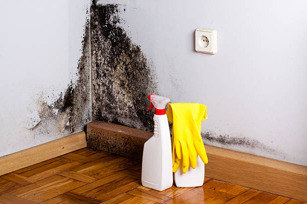 Best Attic Mold Removal  in Cloverport, KY