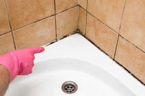 Best Certified Mold Removal  in Cloverport, KY